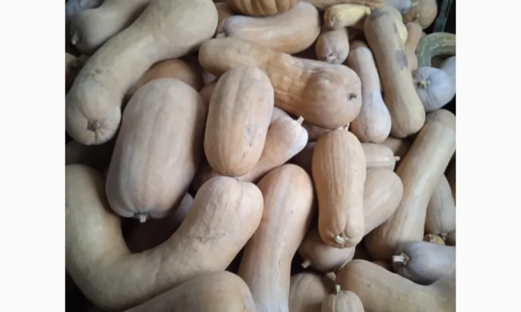 Продам Гарбузи - фото № 11