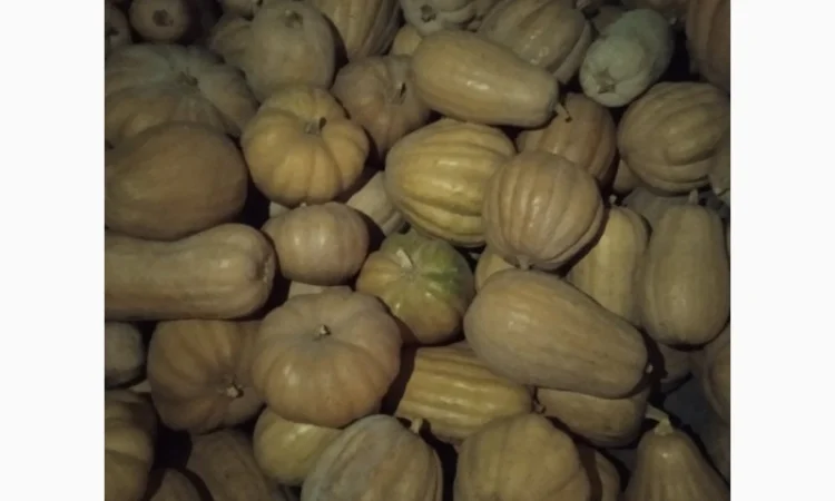 Продам Гарбузи - фото № 12