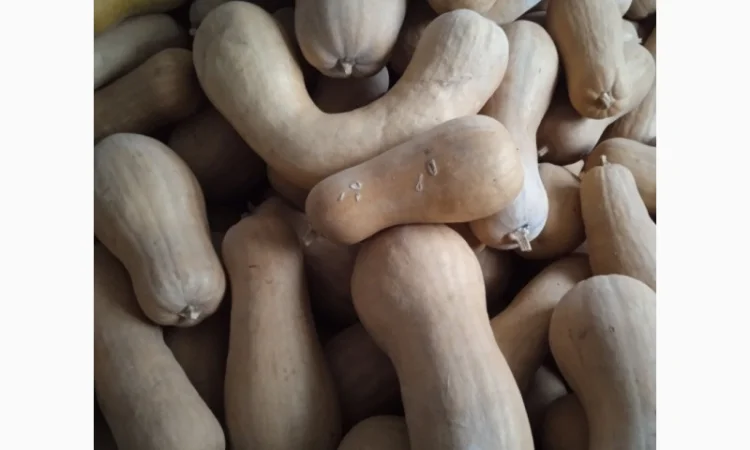 Продам Гарбузи - фото № 13