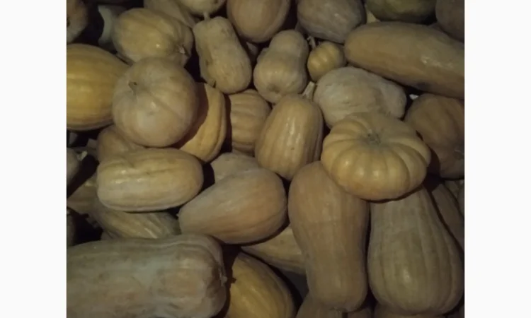 Продам Гарбузи - фото № 14