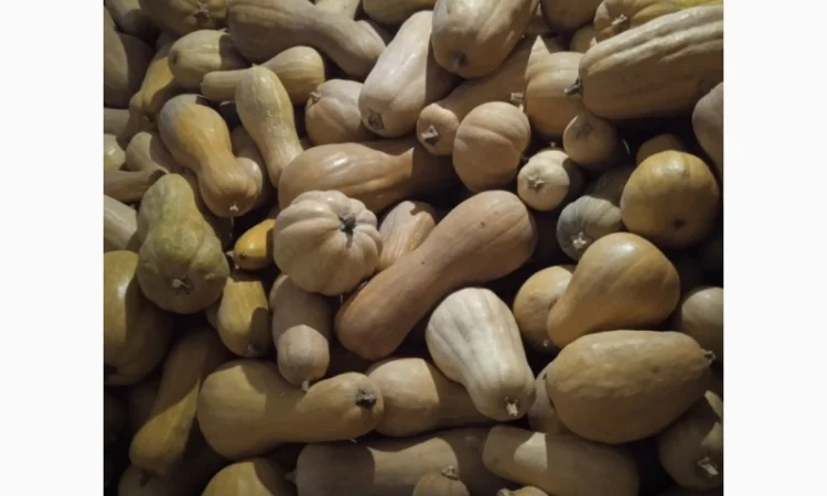 Продам Гарбузи - фото № 15