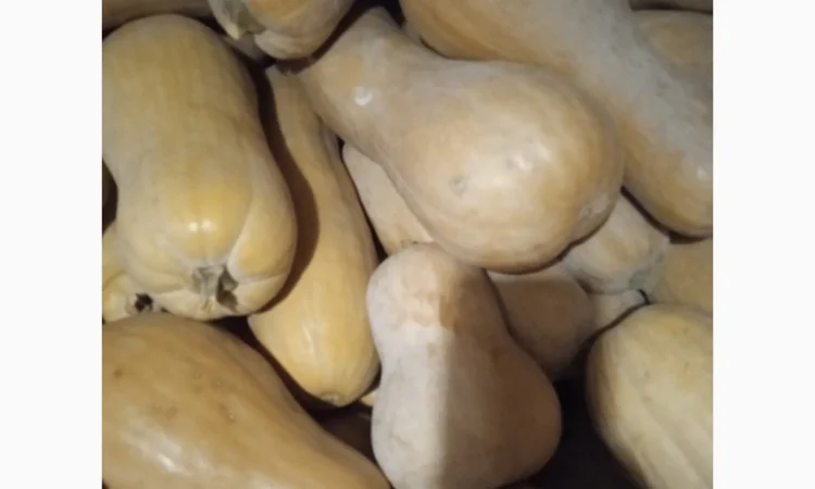 Продам Гарбузи - фото № 16