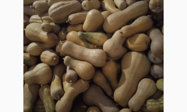 Продам Гарбузи - фото № 4