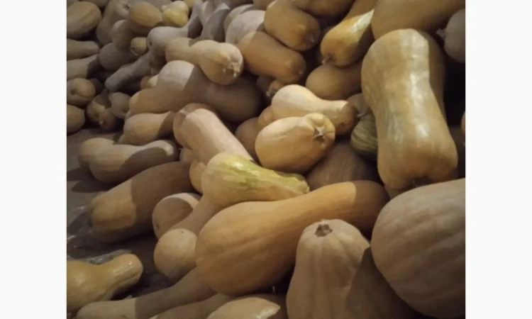 Продам Гарбузи - фото № 5