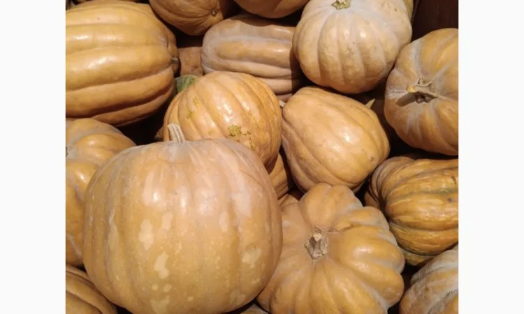 Продам Гарбузи - фото № 6