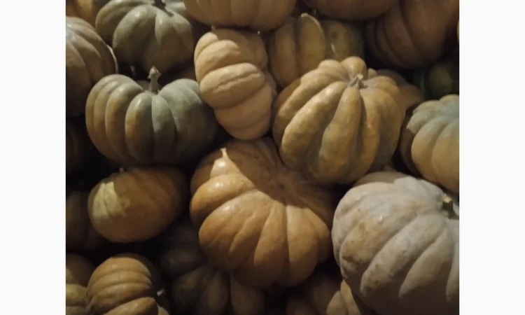 Продам Гарбузи - фото № 7