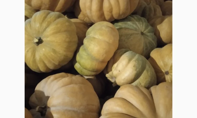 Продам Гарбузи - фото № 8