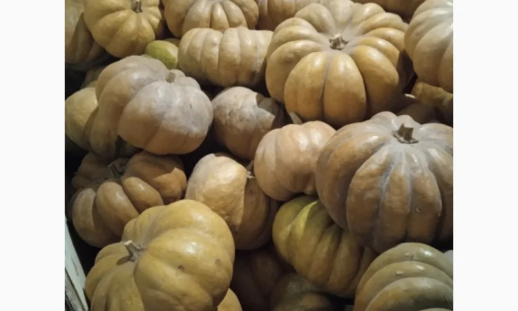 Продам Гарбузи - фото № 9