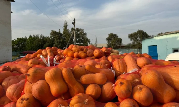 Куплю гарбуз мускатний - фото № 1