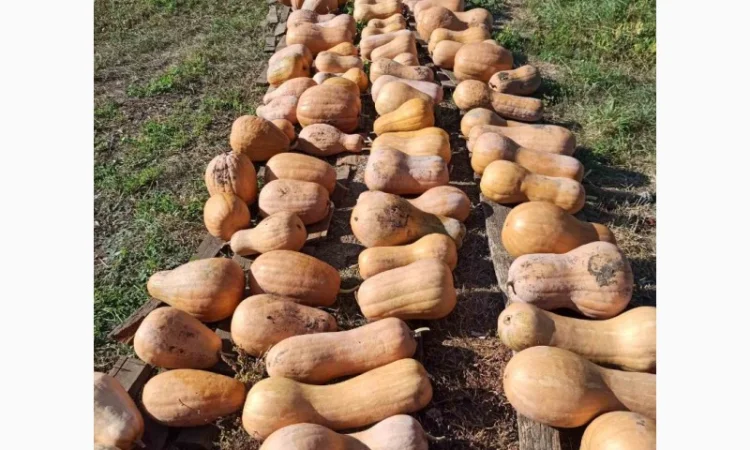 Тыква гималайська арабская шыпшыну сушену - фото № 2