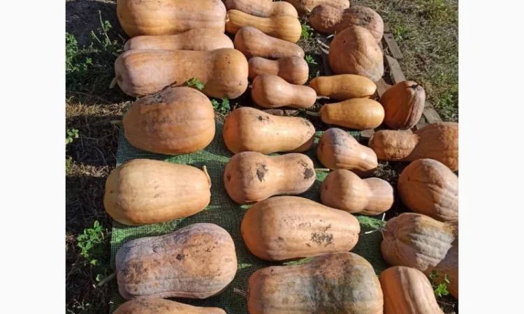 Тыква гималайська арабская шыпшыну сушену - фото № 3