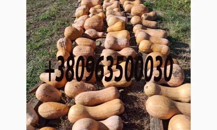 Тыква гималайська арабская шыпшыну сушену - фото № 1