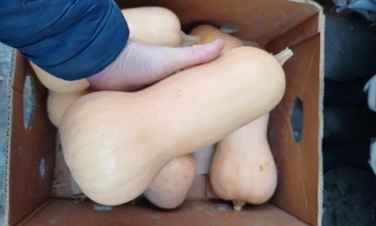 Продам тикву баттернат - фото № 1