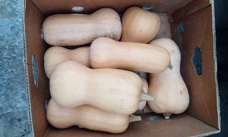 Продам тикву баттернат - фото № 2