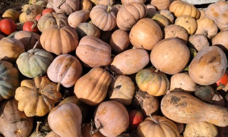 Продам гарбузи до 5 тон - фото № 1