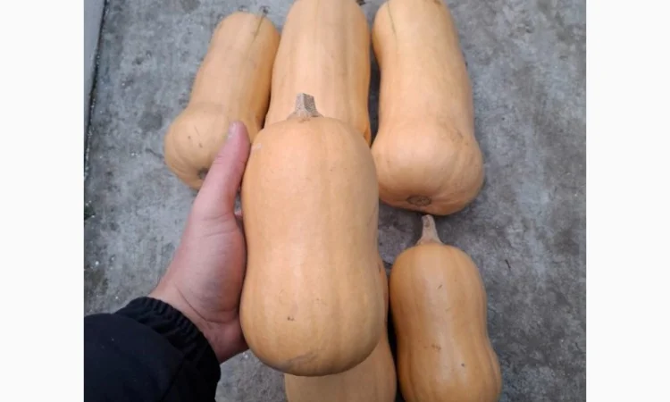 Продам мускатний гарбуз, баттернат - фото № 1