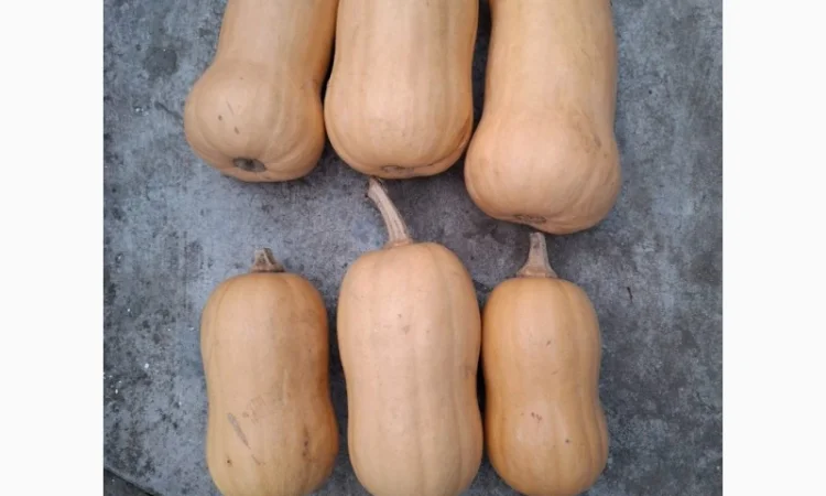 Продам мускатний гарбуз, баттернат - фото № 2