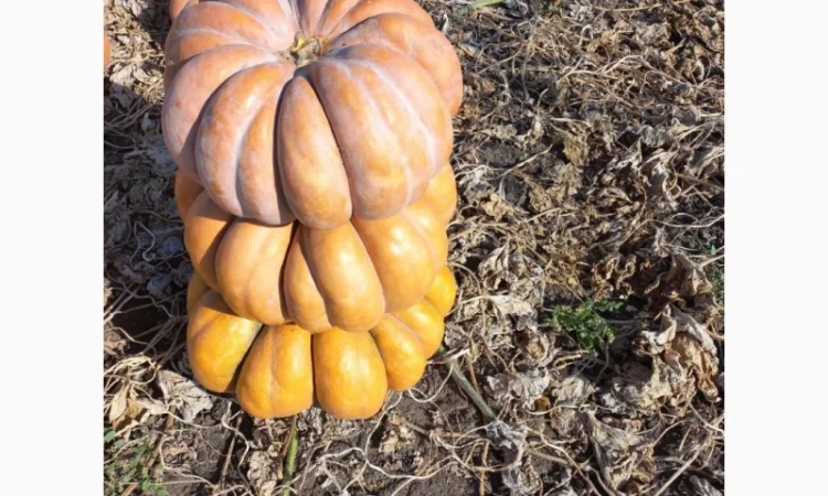 Продам тыкву - фото № 1