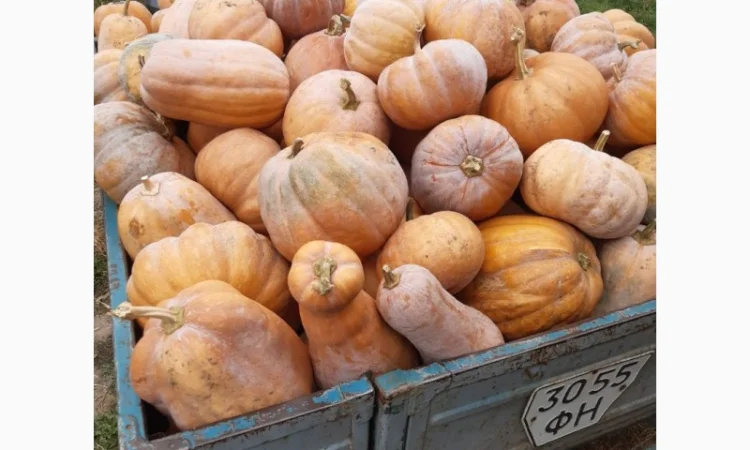 Продам гарбуз (тыкву) урожай 2024 року - фото № 2