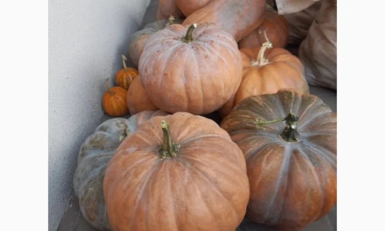 Продам гарбуз (тыкву) урожай 2024 року - фото № 1