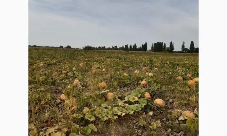 Продам гарбуз (тыкву) урожай 2024 року - фото № 3