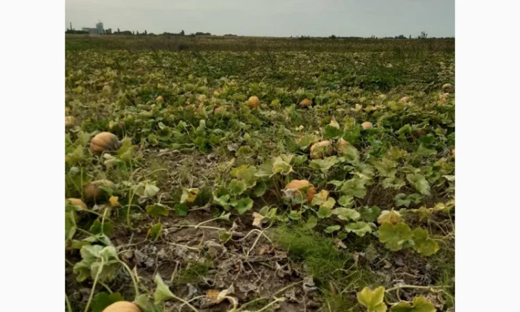 Продам гарбуз (тыкву) урожай 2024 року - фото № 4