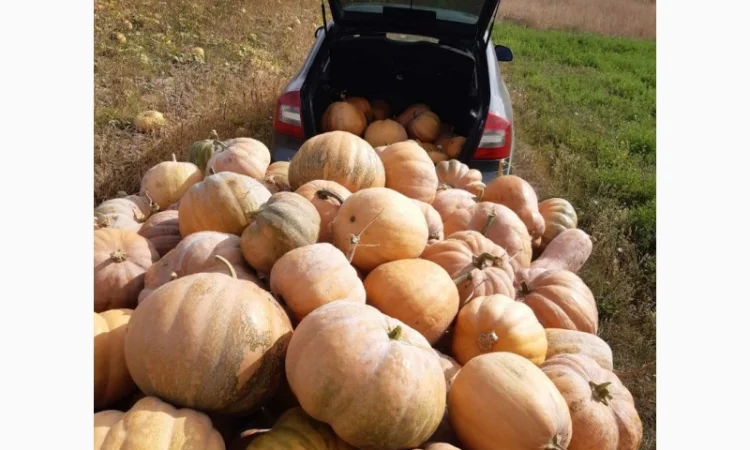 Продам гарбуз (тыкву) урожай 2024 року - фото № 5