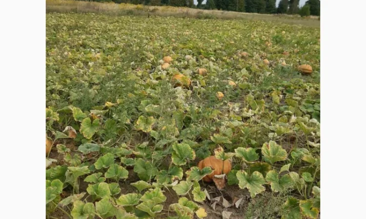Продам гарбуз (тыкву) урожай 2024 року - фото № 6