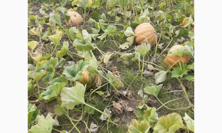 Продам гарбуз (тыкву) урожай 2024 року - фото № 7