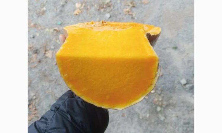 Продам гарбузи - фото № 1