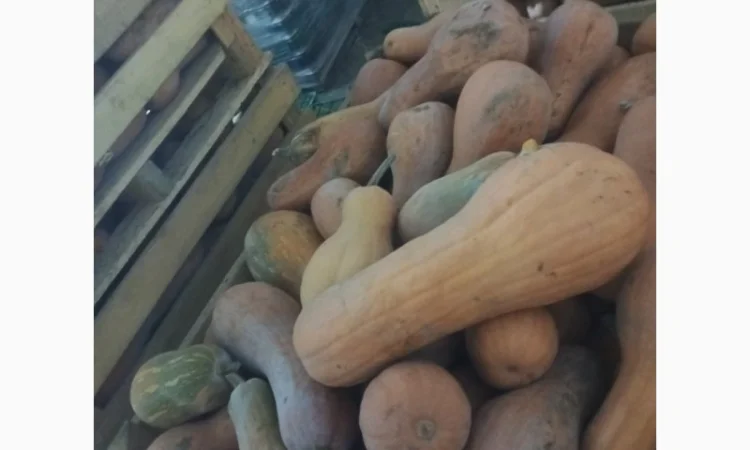 Продам гарбузи - фото № 2