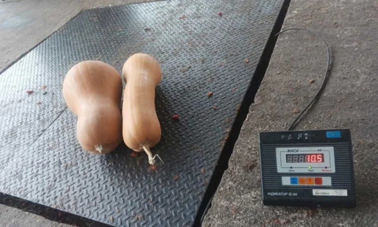 Продам гарбузи - фото № 3