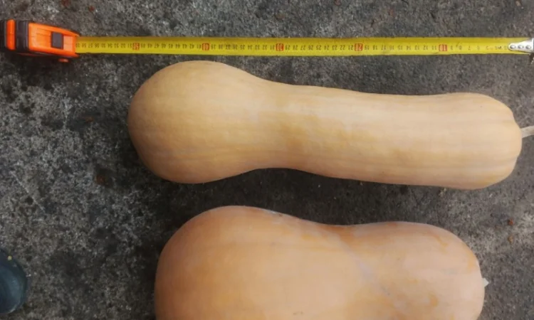 Продам гарбузи - фото № 4