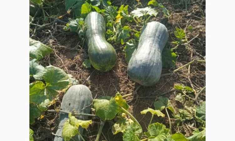 Продам гарбуз - фото № 4