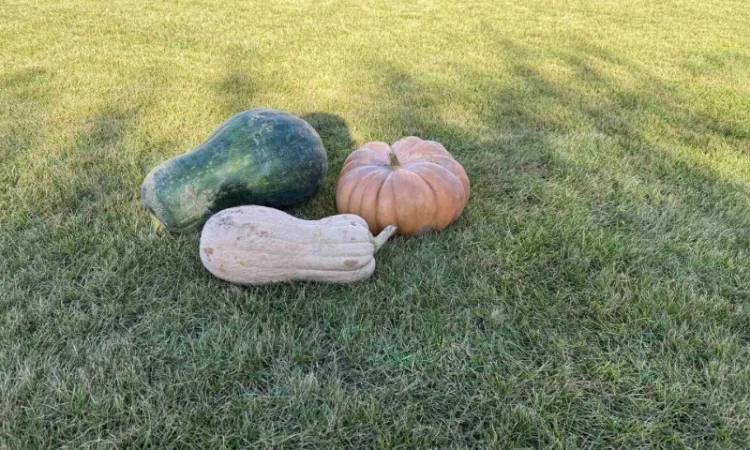 Продам гарбуз - фото № 1