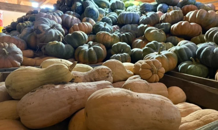 Продам гарбуз - фото № 5