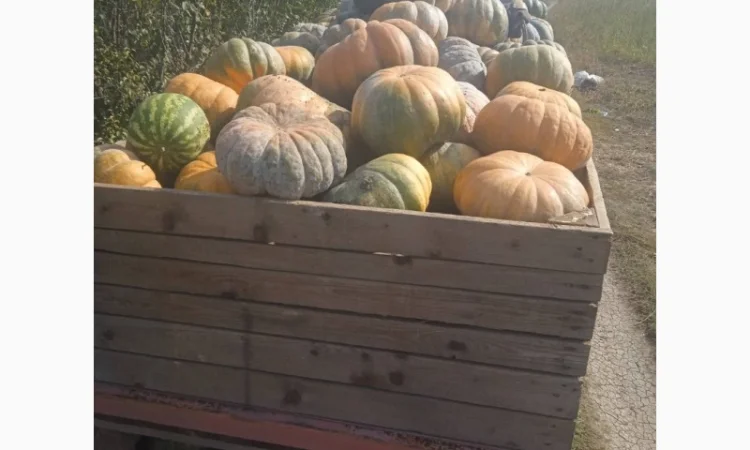 Продам гарбуз - фото № 6