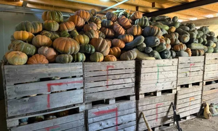 Продам гарбуз - фото № 2