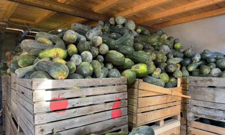 Продам гарбуз - фото № 3