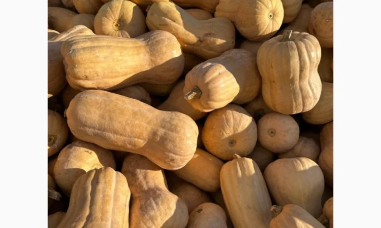 Продам гарбуз мускатних сортів, кубік 10*10м заморожений - фото № 2