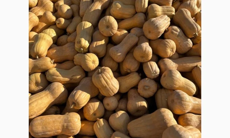 Продам гарбуз мускатних сортів, кубік 10*10м заморожений - фото № 3