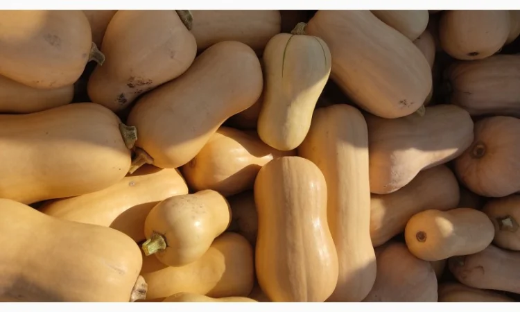 Продам гарбуз сорт Матільда, Тіна - фото № 2