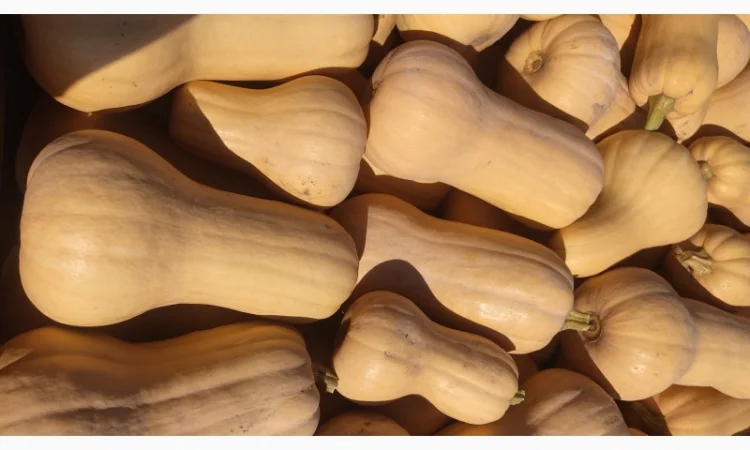 Продам гарбуз сорт Матільда, Тіна - фото № 3