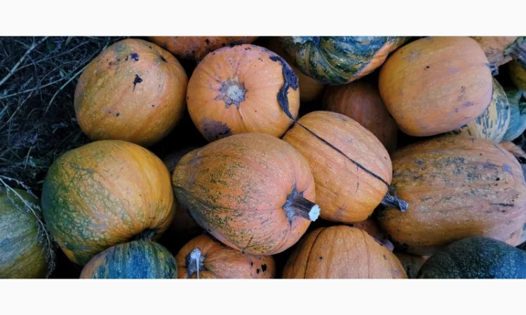 Продам гарбуз сортовий - фото № 10