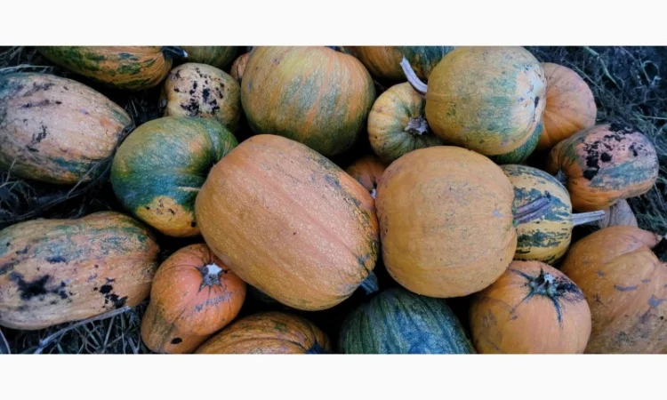 Продам гарбуз сортовий - фото № 11