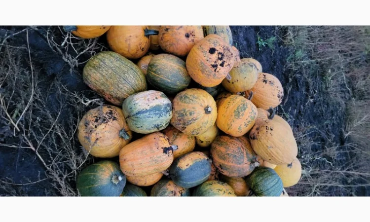 Продам гарбуз сортовий - фото № 12