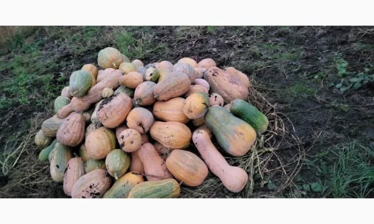 Продам гарбуз сортовий - фото № 3