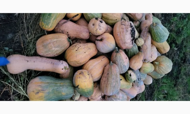 Продам гарбуз сортовий - фото № 4