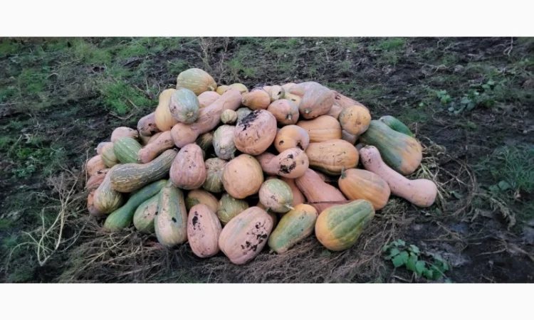 Продам гарбуз сортовий - фото № 5