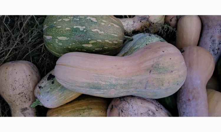 Продам гарбуз сортовий - фото № 6